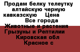 Продам белку телеутку алтайскую,черную кавказскую. › Цена ­ 5 000 - Все города Животные и растения » Грызуны и Рептилии   . Кировская обл.,Красное с.